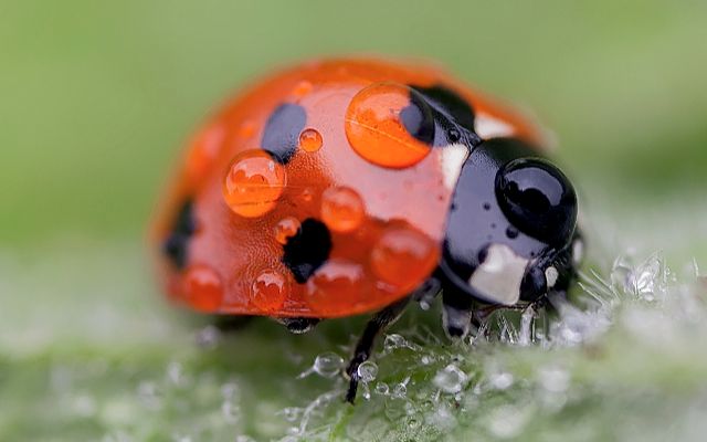 Lady-Bug